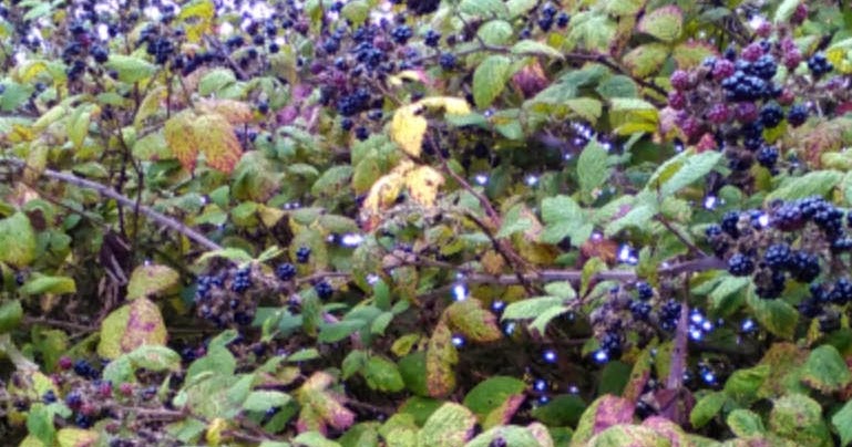 Fresh Black Raspberries in Season