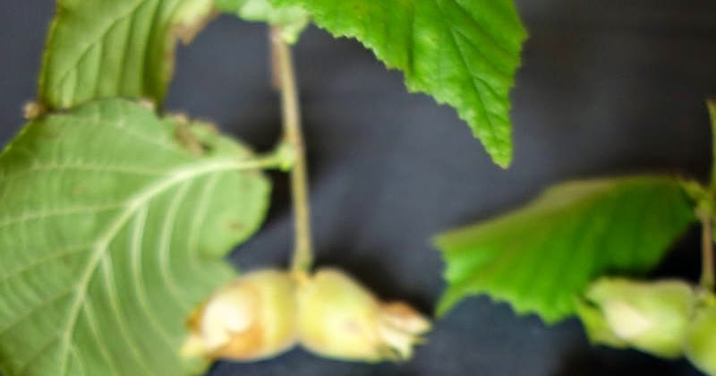 Fresh Hazelnuts Harvest and Preparation